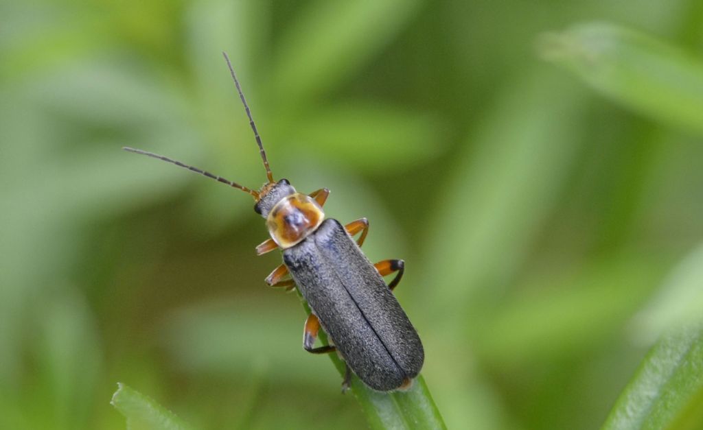 Cantharis nigricans ?    Sì !